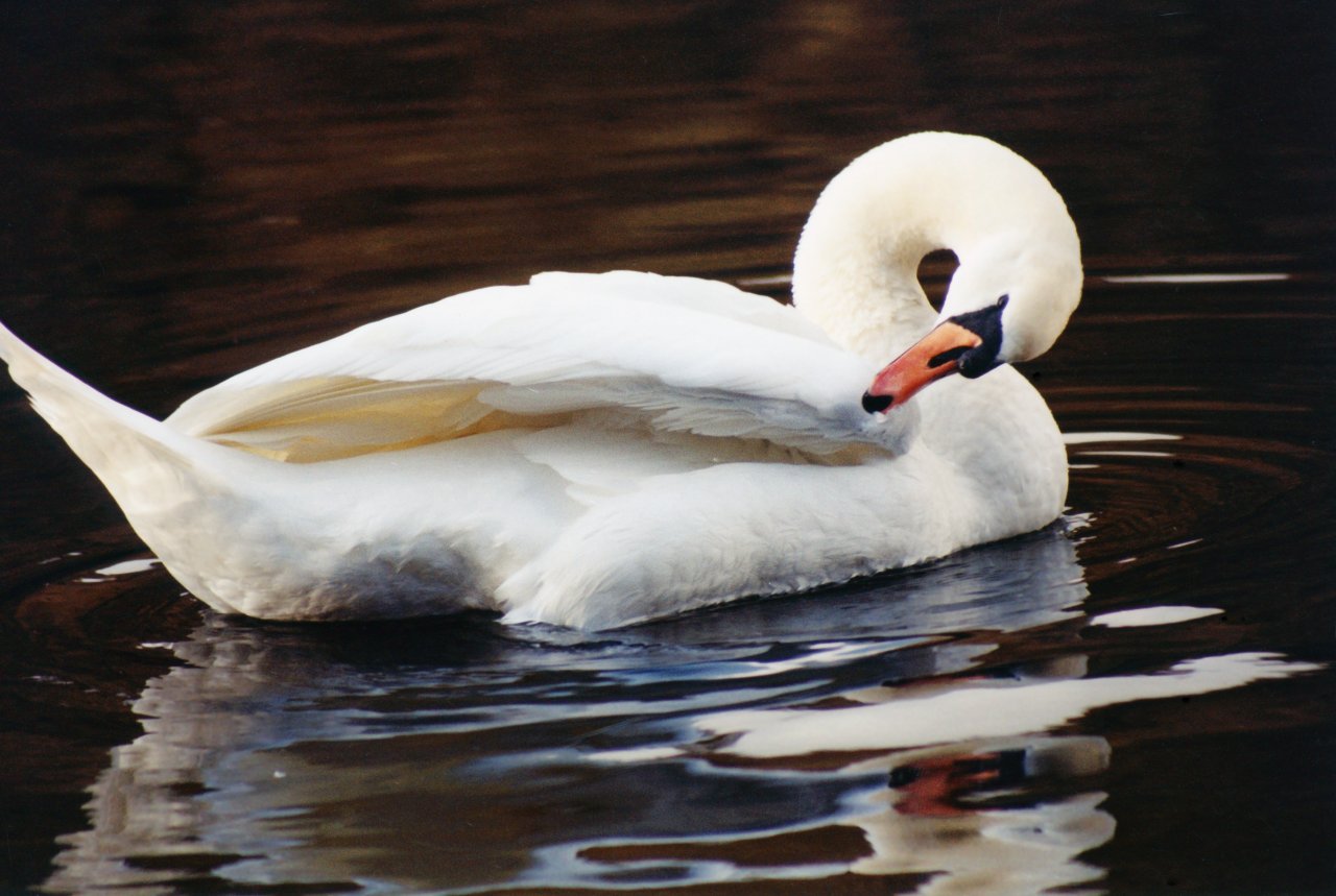 A and M UK trip-fall 2003-Lake District birds 3